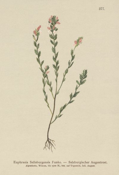 爱尔兰小米草（Euphrasia Salisburgensis） 作者 德国学校