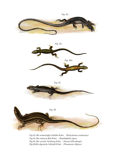 日本草蜥(彩色平版) 作者 德国学校