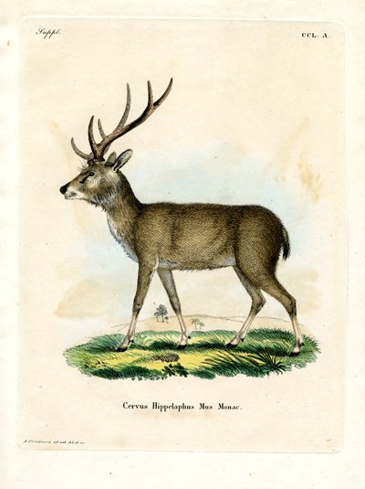 Javan Rusa（彩色雕刻） 作者 德国学校