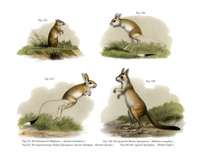 Jerboa，1860年 作者 德国学校