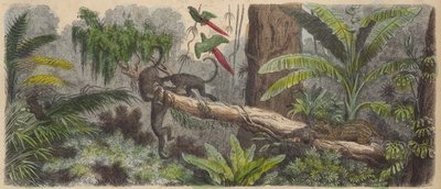 Jungle in Brazil (coloured engraving) 作者 德国学校