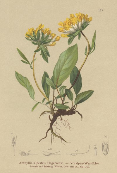 肾V（Anthyllis alpestris，Anthyllis vulneraria var.alpestris） 作者 德国学校