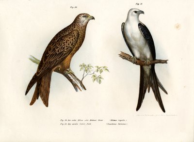 风筝，1864年 作者 德国学校