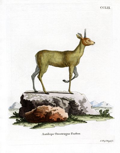 Klipspringer（彩色雕刻） 作者 德国学校