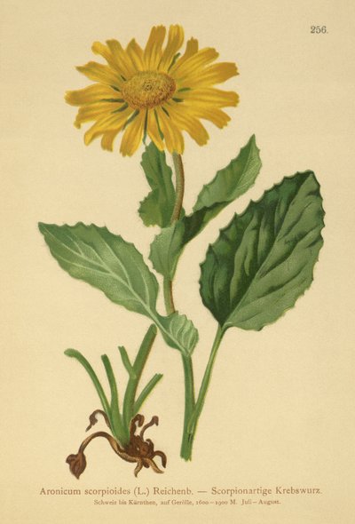 大花Leopards Bane（Aronicum scorpioides，Doronicum grandiflorum） 作者 德国学校