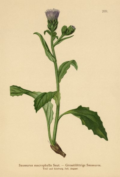大叶常见的锯 - 麦草（Saussurea macrophylla，Saussurea alpina ssp.madrophylla） 作者 德国学校