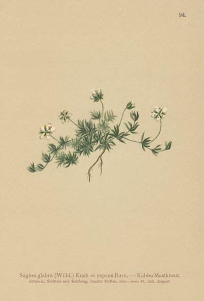 草坪珍珠（Sagina glabra，Sagina repens） 作者 德国学校