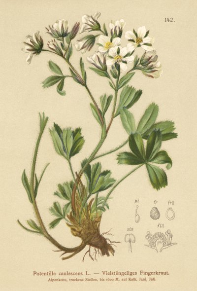 Lax Cinquefoil（Potentilla caulescens） 作者 德国学校