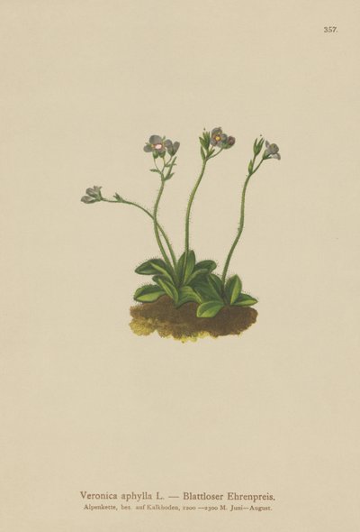 无叶茎秆Speedwell（Veronica aphylla） 作者 德国学校