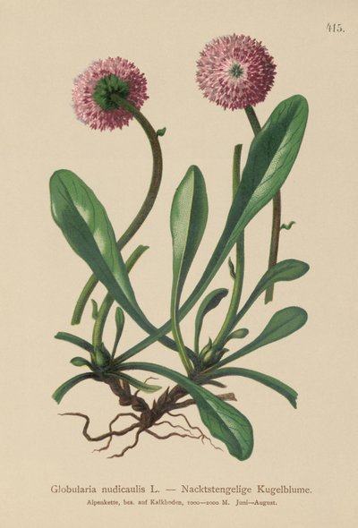 无叶茎秆Globularia（Globularia nudicaulis） 作者 德国学校