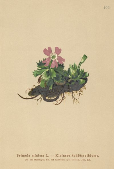 至少报春花（报春花至少Auriculastra菊花，报春花弹簧） 作者 德国学校
