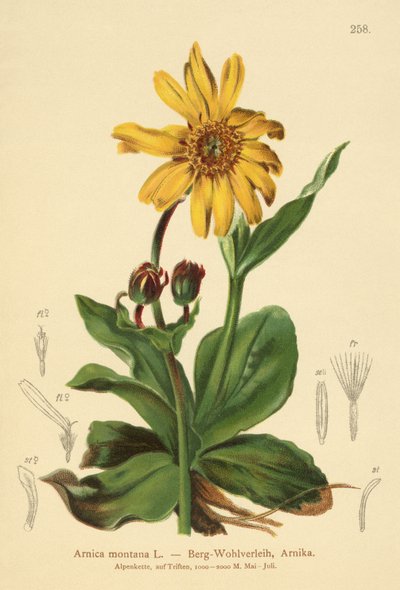 Leopards-bane（山金车蒙大拿州） 作者 德国学校