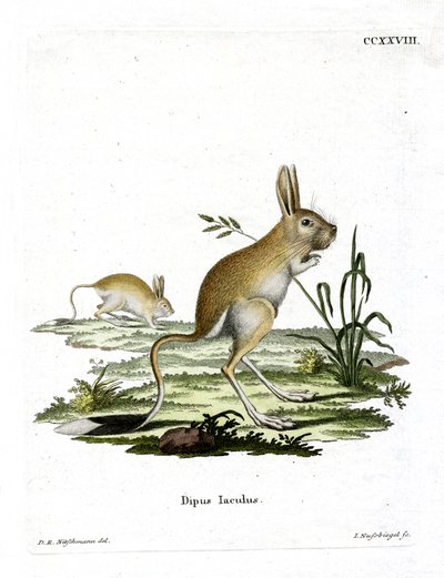 小埃及的Jerboa（彩色雕刻）。 作者 德国学校