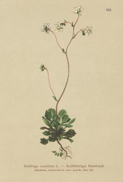 小伦敦骄傲（Saxifraga cuneifolia） 作者 德国学校