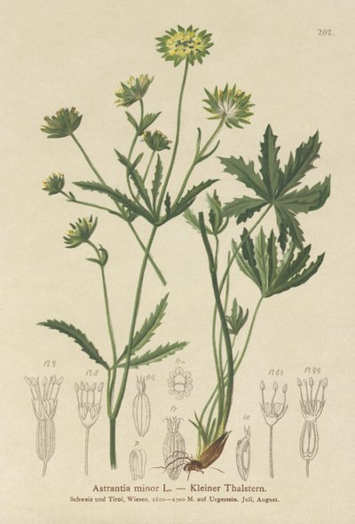 小梅花（Astrantia minor） 作者 德国学校