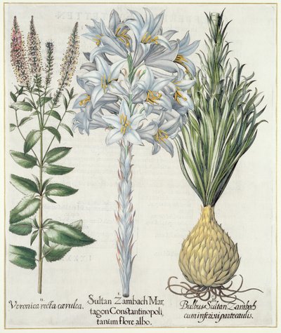 莉莉：1.Sultan Zambach Martagon Constantinopolitanum flore albo 2.Veronica recta carnlea 3.Bulbus Sultan Zambach cuminfeunipartecaulis，来自Hortus Eystettensis by Basil Besler（1561-1629），pub。 1613 作者 德国学校