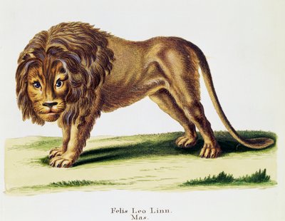 狮子 (Felis leo)，来自 Mammals，来自 Nature with descriptions，作者：Johann Christian Daniel von Schreber (1739-1810)，H I Tisroff 雕刻，第 3 卷，表 97-A，德国 作者 德国学校