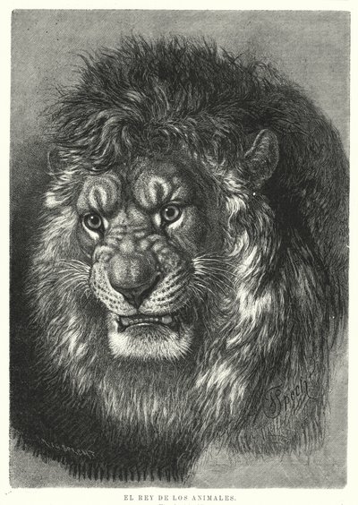 Lion: king of the animals (litho) 作者 德国学校