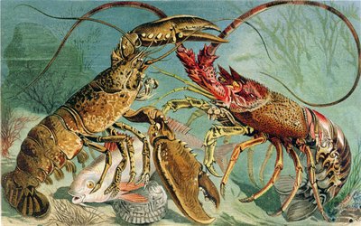 Lobster和Spiny Lobster，来自Brehms Tierleben的记录：Allgemeine Kunde des Tierreichs，vol.10，p.44，由Bibliographisches Institut出版，1893年 作者 德国学校