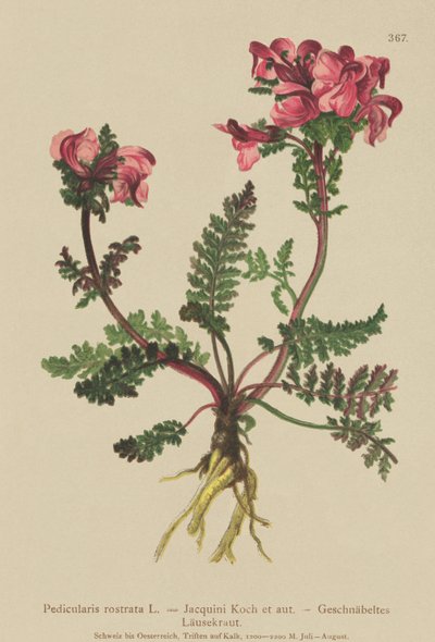 长鼻L（（Pedicularis rostrata） 作者 德国学校