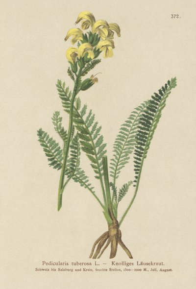 长喙黄色Lousewort（Pedicularis tuberosa） 作者 德国学校
