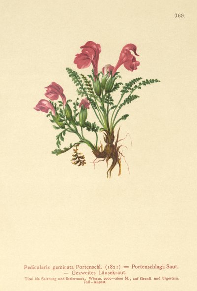 Lousewort（Gemini Pedicularis，Pedicularis Portenschlagii，Pedicularis Pumila） 作者 德国学校