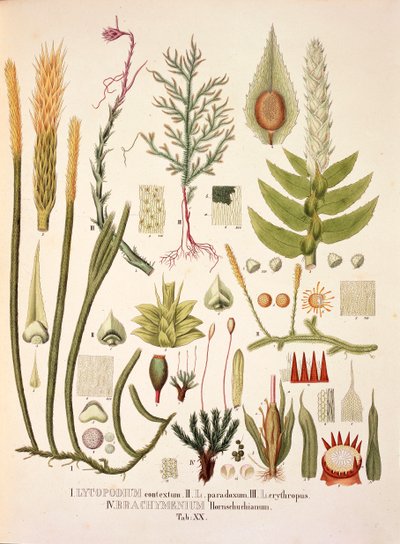Lycopodium和Brachymenium，表二十来自Johann Baptist Von Spix和Carl Friedrich Von Martius的《Plantarum Cryptogamicarum Brasiliensium》。 作者 德国学校