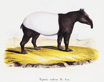 马来貘 (Tapirus indicus)，来自 Mammals，来自 Nature with descriptions，作者：Johann Christian Daniel von Schreber (1739-1810)，由 A Fleischman 雕刻，由 C Weber 绘制，第 6-7 卷，表 319-A，德国 作者 德国学校