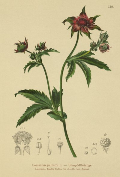 Marsh Cinquefoil（Comarum palustre，Potentilla palustris） 作者 德国学校