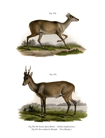 Mazama，1860 作者 德国学校