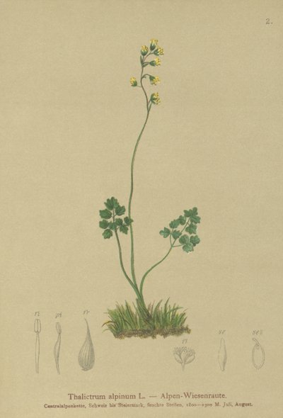Meadow-rue（唐松草） 作者 德国学校