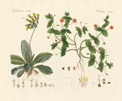 药用植物（彩色雕刻） 作者 德国学校