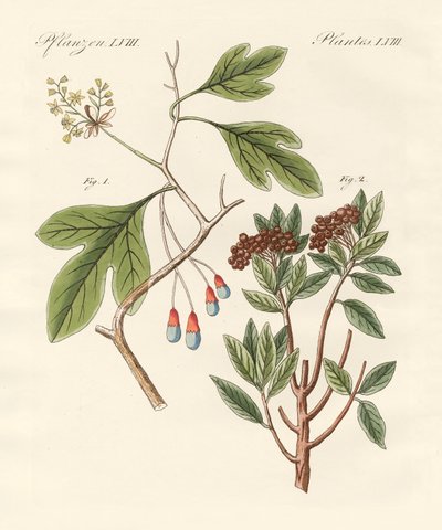 医疗植物 作者 德国学校