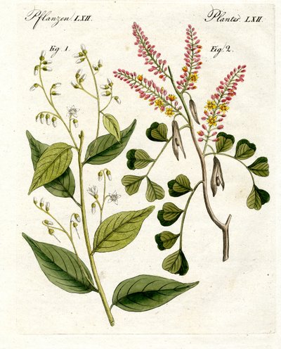 医疗植物 作者 German School