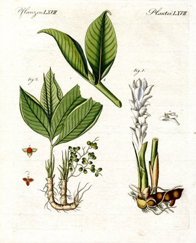 医疗植物 作者 德国学校
