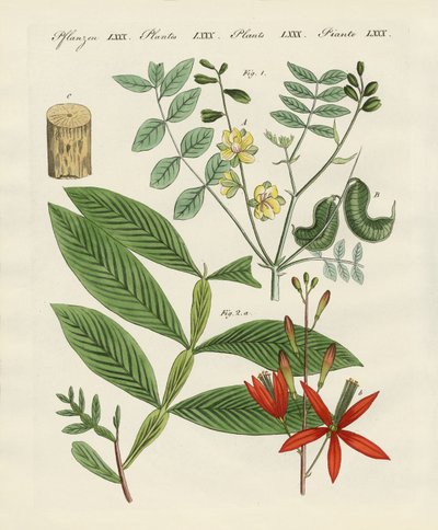 医疗植物 作者 德国学校