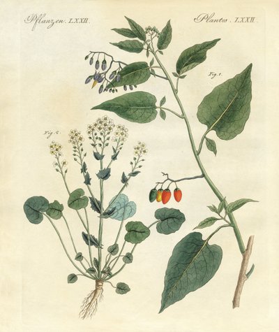 医疗植物 作者 德国学校