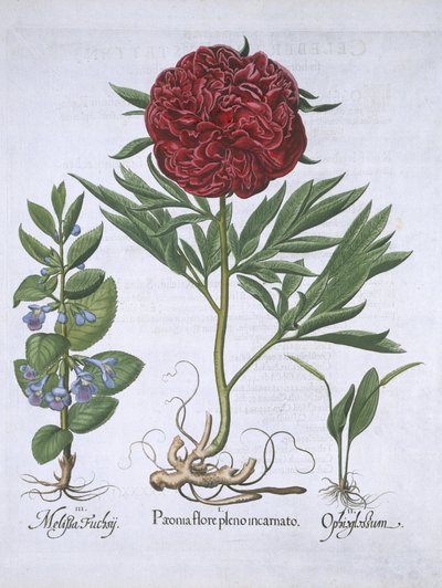 Melissa，Paeony和Odontoglossum，来自Hortus Eystettensis，由Basil Besler（1561-1629）酒吧。 1613（手工彩色雕刻） 作者 德国学校
