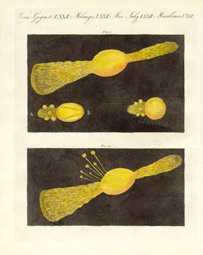 流星（彩色雕刻） 作者 德国学校