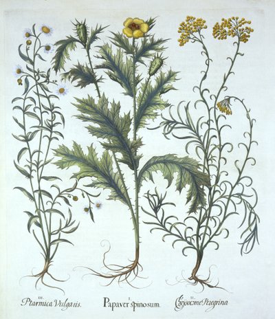 墨西哥罂粟，Seaside Strawflower和Sneezewort，来自Hortus Eystettensis，由Basil Besler（1561-1629）酒吧。 1613（手工雕刻） 作者 德国学校
