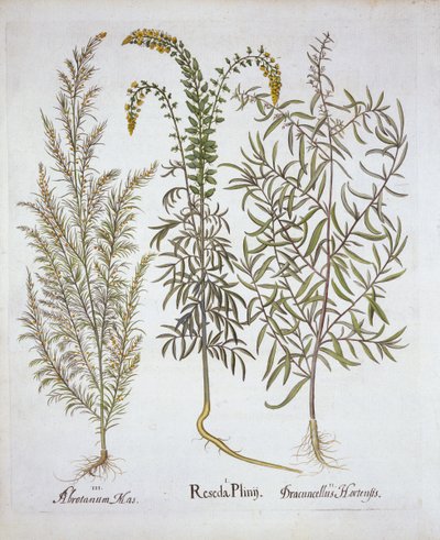 Mignonette，Southernwood和Tarragon，来自Hortus Eystettensis，由Basil Besler（1561-1629），酒吧。 1613（手工雕刻） 作者 德国学校