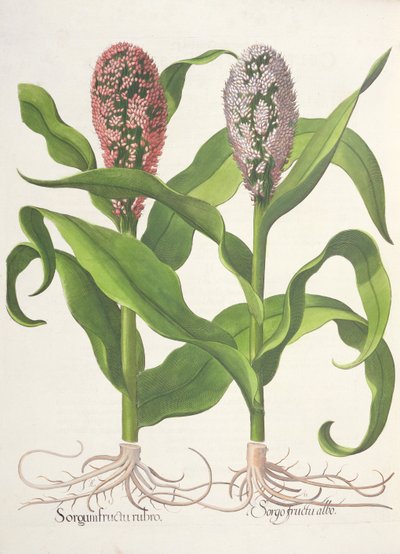 小米：1.Sorgum红色水果; 2.Sorgo白果树从罗勒Besler（1561年至1629年），酒馆Eystettensis。 1613 作者 德国学校