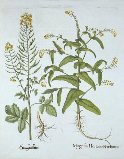 Mitre Cress和White Mustard，来自Hortus Eystettensis，由Basil Besler（1561-1629），酒吧。 1613（手工雕刻） 作者 德国学校