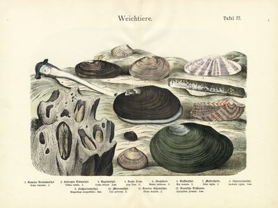 软体动物，约 1860 年（彩色石版画） 作者 德国学校