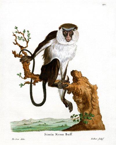 Mona Monkey (彩色雕刻) 作者 德国学校