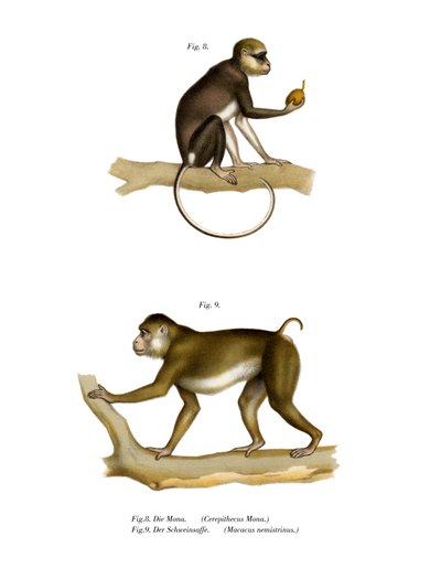 Mona Monkey，1860 作者 德国学校