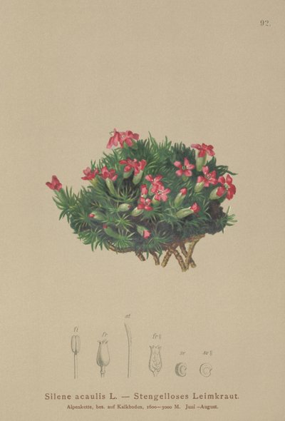 Moss Campion（Silene acaulis） 作者 德国学校
