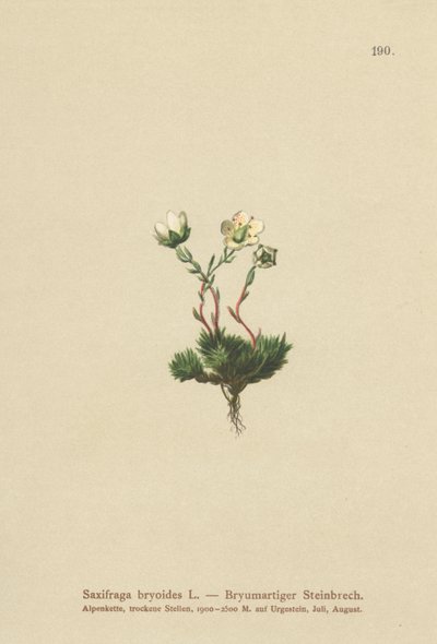 苔藓（Saxifraga bryoides） 作者 德国学校