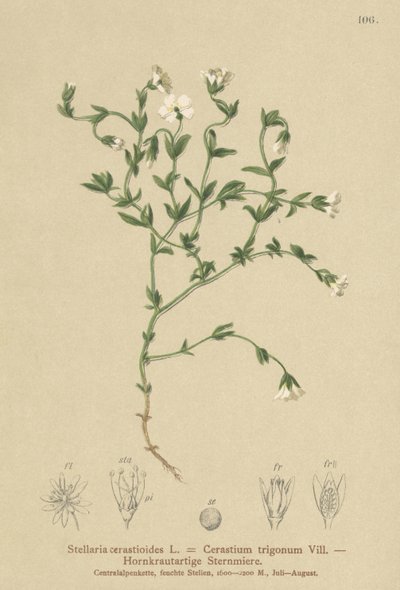山鹅毛菜（Stellaria cerastioides，Cerastium trigonum） 作者 德国学校