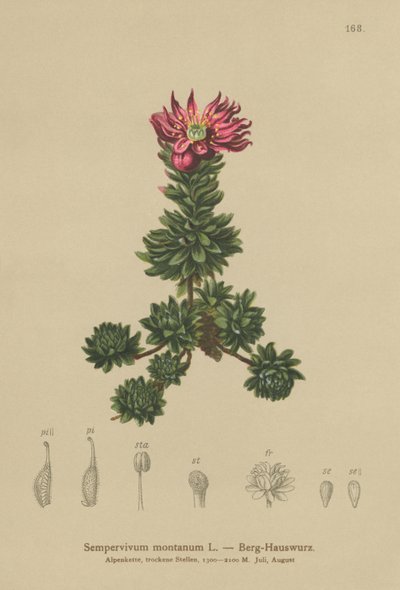 山Houseleek（Sempervivum montanum） 作者 德国学校